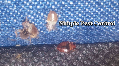 Simple Pest Control